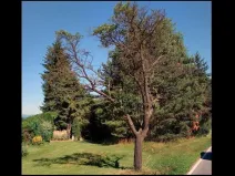 Prodej pozemku, Trhové Sviny - Rankov, 915 m2