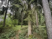 Prodej lesa, Myslív, 5003 m2