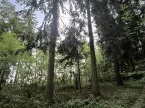 Prodej lesa, Myslív, 5003 m2
