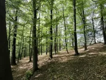Prodej podílu lesa, Lhotsko, 3236 m2