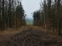 Dražba lesa, Kostelany, 2757 m2
