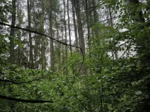 Prodej lesa, Zábřeh, 4422 m2