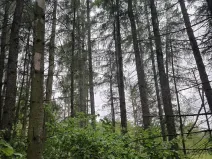 Prodej lesa, Zábřeh, 4422 m2