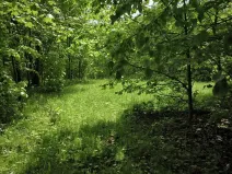 Prodej lesa, Nový Hrozenkov, 21241 m2