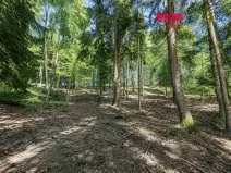 Prodej lesa, Jestřebí, 6855 m2