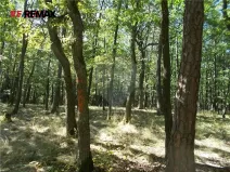 Prodej podílu lesa, Vážany, 38449 m2