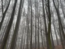 Prodej podílu lesa, Dolany, 2292 m2