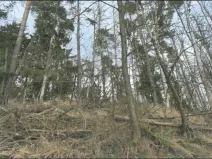 Prodej lesa, Křoví, 1060 m2