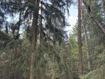Prodej lesa, Hradiště, 4597 m2