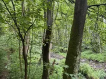 Prodej lesa, Běstvina, 1370 m2