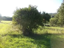 Prodej zahrady, Město Albrechtice - Burkvíz, 694 m2