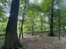 Prodej lesa, Olbramice, 2070 m2