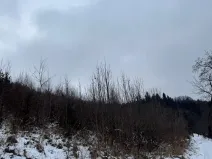 Prodej lesa, Malá Bystřice, 43476 m2