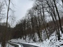 Prodej lesa, Malá Bystřice, 43476 m2