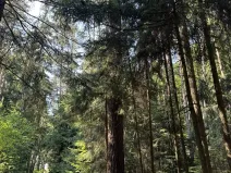 Prodej lesa, Jestřebí, 24490 m2