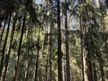 Prodej lesa, Jestřebí, 21583 m2