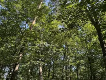 Prodej podílu lesa, Kněžmost, 1568 m2