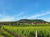 Prodej sadu/vinice, Perná, 32000 m2