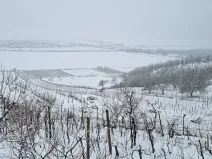 Prodej sadu/vinice, Perná, 132000 m2