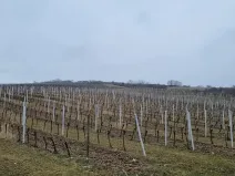 Prodej sadu/vinice, Perná, 132000 m2