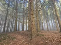 Dražba lesa, Horní Bečva, 4284 m2