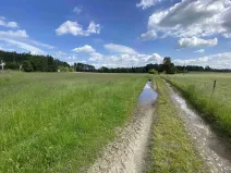 Dražba pole, Planá, 1400 m2