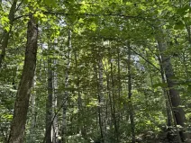 Prodej lesa, Petřvald, 5120 m2