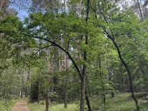 Prodej lesa, Losiná, 2910 m2