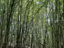 Prodej lesa, Valašská Polanka, 2904 m2