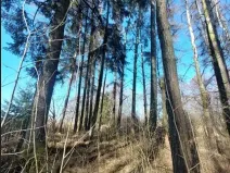 Prodej lesa, Čáslavsko, 2039 m2