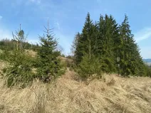 Dražba lesa, Kropáčova Vrutice, 22535 m2