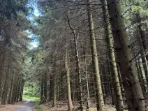 Prodej podílu lesa, Proseč pod Ještědem, 3598 m2