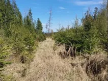 Prodej lesa, Lukavec, 2165 m2