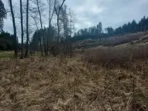Prodej lesa, Dolní Hořice, 4440 m2