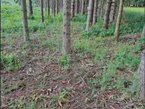 Prodej podílu lesa, Nový Rychnov, 6035 m2