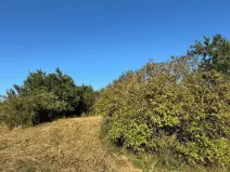 Prodej sadu/vinice, Svatobořice-Mistřín, 3478 m2