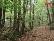 Prodej lesa, Chanovice - Újezd u Chanovic, 1762 m2