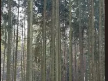 Prodej lesa, Hvozdec, 12572 m2