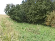 Dražba louky, Tachov, 58887 m2