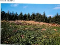 Prodej lesa, Vladislav, 11904 m2