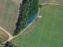 Dražba lesa, Čejkovice, 591 m2