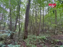 Prodej lesa, Strážná, 1204 m2