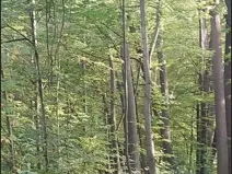 Prodej lesa, Horní Bludovice, 1625 m2