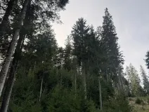 Prodej podílu lesa, Buk, 3198 m2