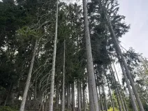 Prodej podílu lesa, Buk, 3198 m2