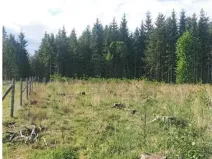 Prodej lesa, Žirovnice, 2626 m2