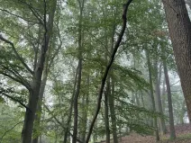 Prodej podílu lesa, Velký Ořechov, 2457 m2