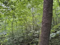 Prodej podílu lesa, Velký Ořechov, 2457 m2