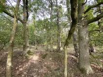 Prodej lesa, Ostřetín - Vysoká u Holic, 869 m2