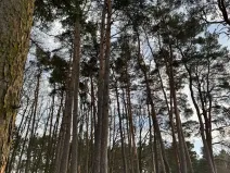 Prodej lesa, Klatovy, 7379 m2
